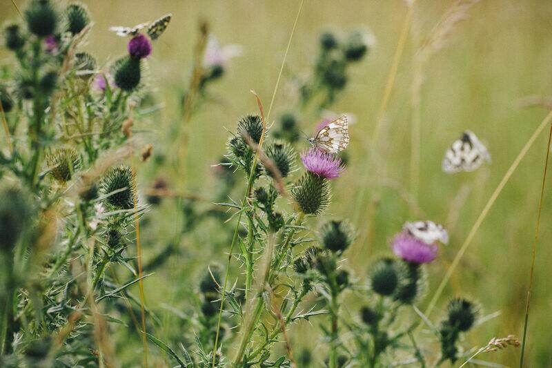 Das ist ein Bild von Schmetterlingen auf einer Distel 